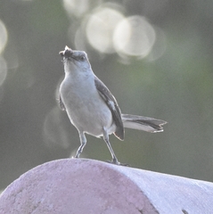 Mimus polyglottos