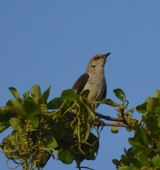 Mimus polyglottos