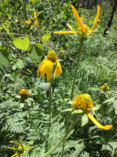 Rudbeckia laciniata var. ampla