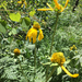 Rocky Mountain Cutleaf Coneflower - Photo (c) Dan Nydick, some rights reserved (CC BY-NC), uploaded by Dan Nydick