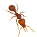Eggers’ Pygmy Snapping Ant - Photo (c) Steven Wang, some rights reserved (CC BY-NC), uploaded by Steven Wang