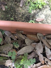 Anolis sagrei