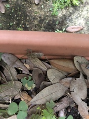 Anolis sagrei