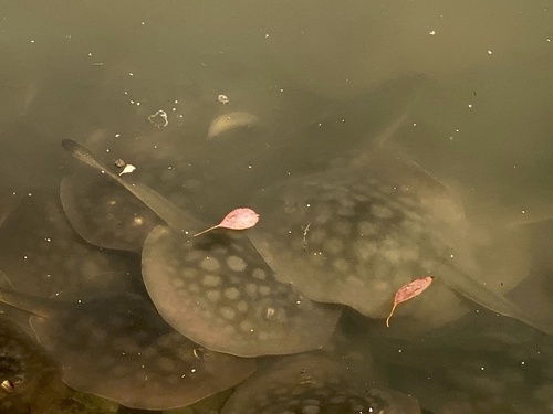 iNaturalist observation photo of Haller's Round Ray