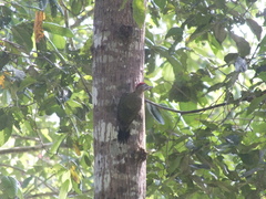 Picus vittatus