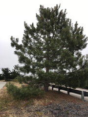 Pinus torreyana