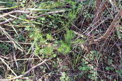 Aspalathus retroflexa