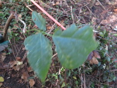 Erythrina ×sykesii