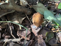 Agrocybe putaminum