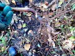 Erythrina ×sykesii