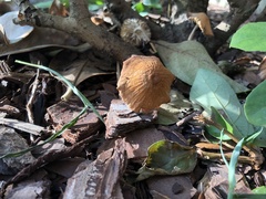 Agrocybe putaminum