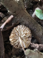 Agrocybe putaminum