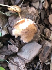 Agrocybe putaminum
