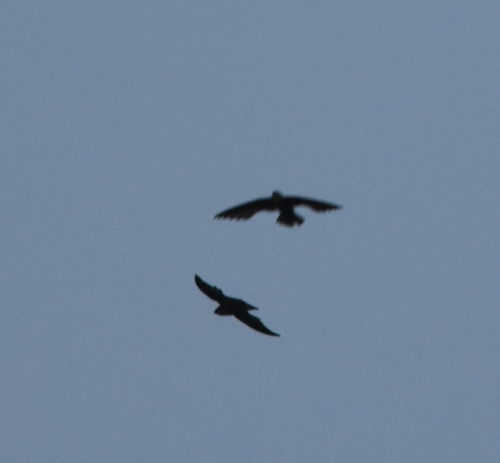 Apodidae image