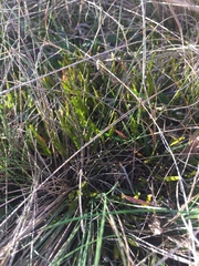 Carmichaelia corrugata