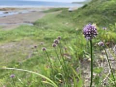 Allium strictum