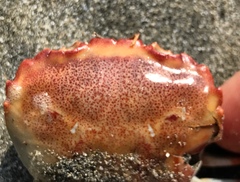 Eucrate crenata