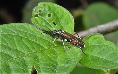 Macrophya punctumalbum