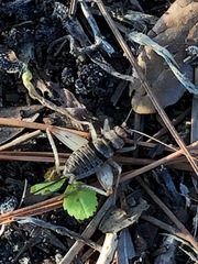 Gryllodes sigillatus