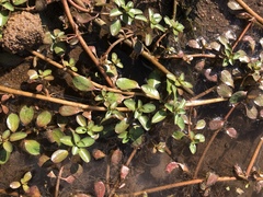 Ludwigia adscendens diffusa