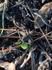Gryllodes sigillatus