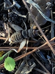 Gryllodes sigillatus