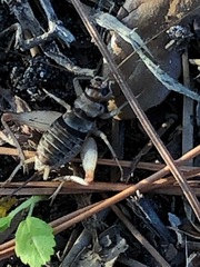 Gryllodes sigillatus