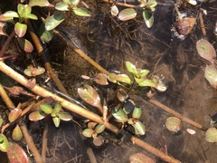 Ludwigia adscendens diffusa