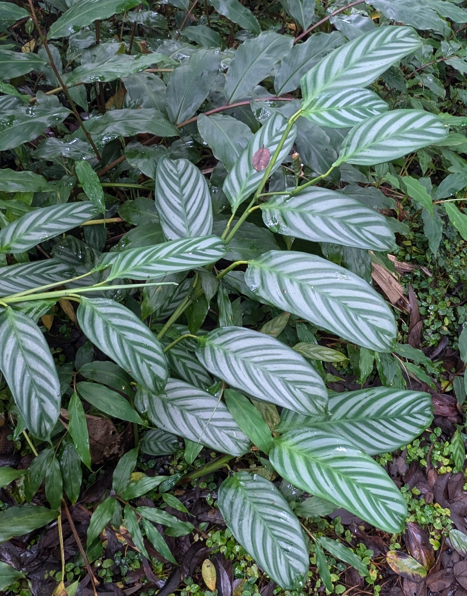 Imagem de Maranta Burle Marx