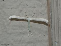 Hellinsia homodactylus