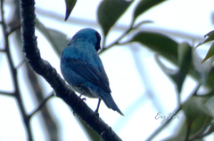 Tersina viridis