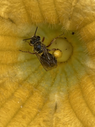 Nimble Squash Bee