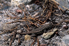 Sceloporus graciosus gracilis