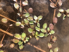 Ludwigia adscendens diffusa