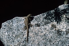 Sceloporus graciosus gracilis