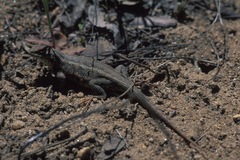 Sceloporus graciosus gracilis