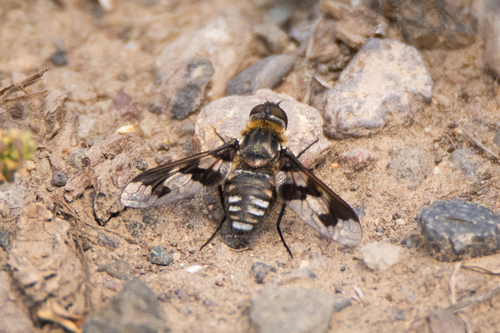 Exoprosopa eremita