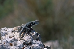 Sceloporus graciosus graciosus