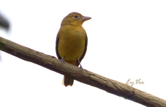 Piranga rubra