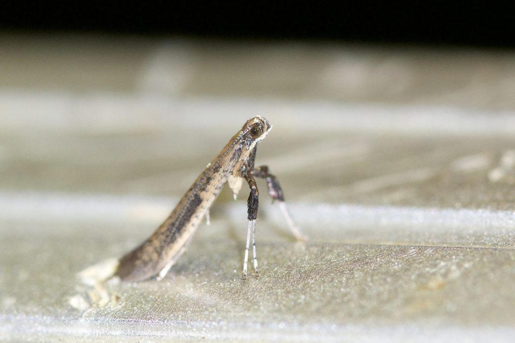 Caloptilia hypericella