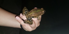 Pelophylax nigromaculatus