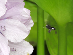 Paratetrapedia moesta