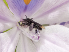 Paratetrapedia moesta