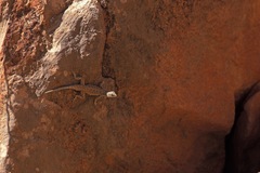 Urosaurus ornatus wrighti