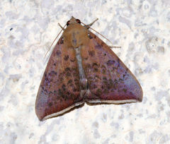Achaea mercatoria