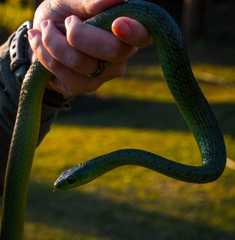 Philothamnus natalensis