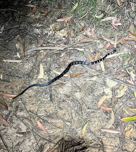 Stephens' Banded Snake sighting