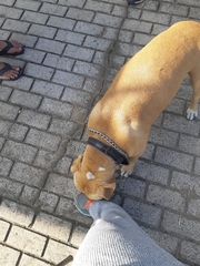 Philothamnus natalensis