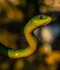 Philothamnus natalensis