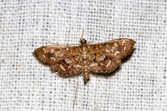 Nausinoe geometralis
